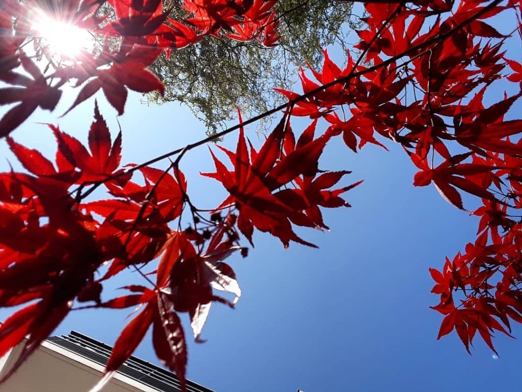 CIEL BLEU ET ERABLE JAPONAIS 