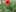 coquelicot dans ma Rue