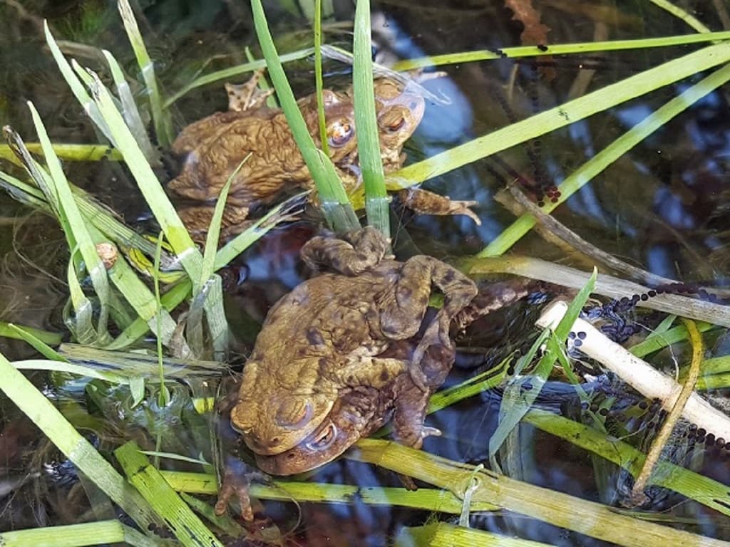 Crapauds