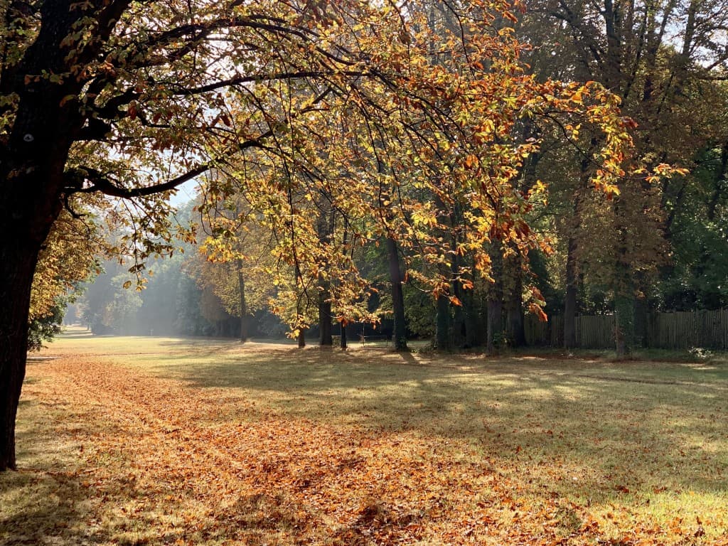 Deja l’automne... pauvres marroniers