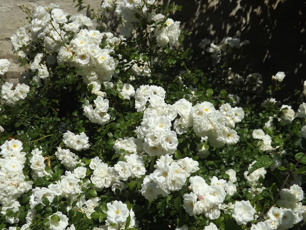Des blanches roses