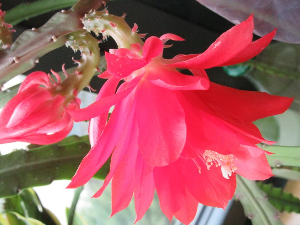fleur de cactus pour un jour