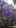 glycine 
