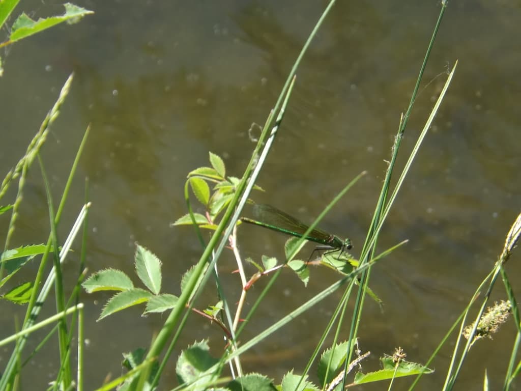 Libellule comme un brin d'herbe