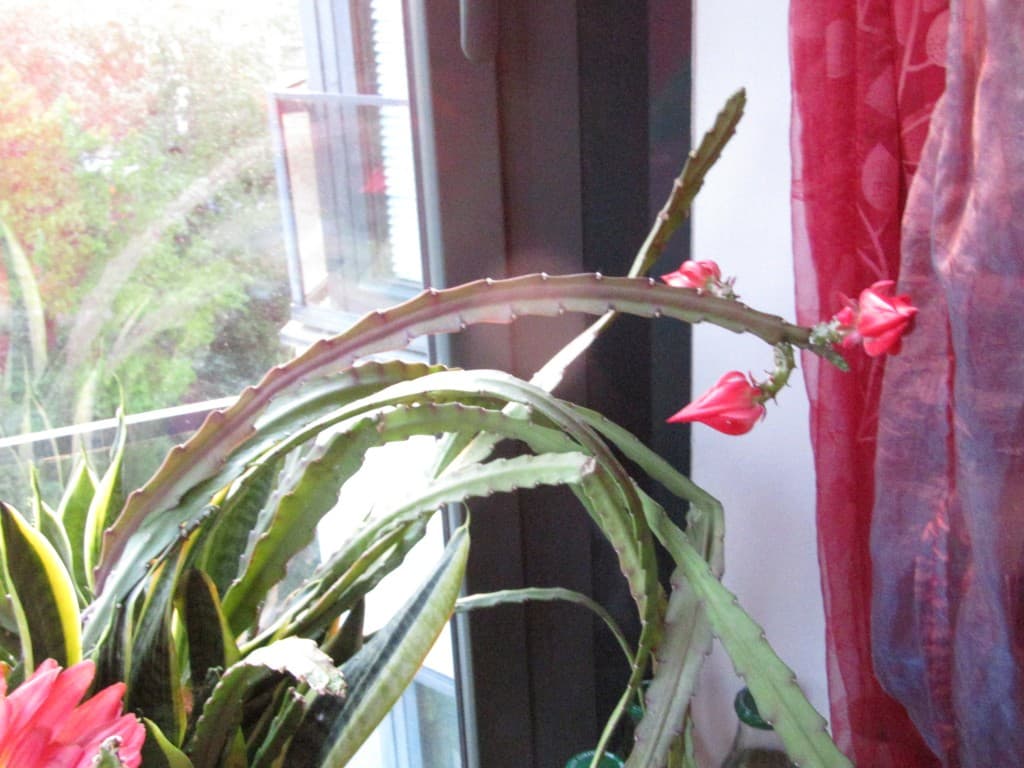 naissance d'une fleur de cactus