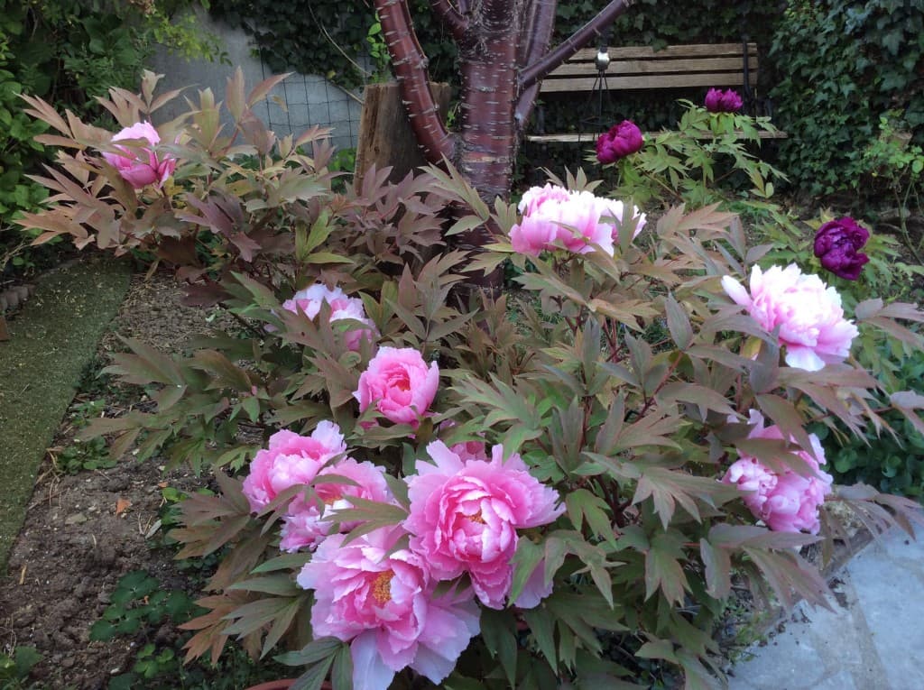 Pivoine arbustive 