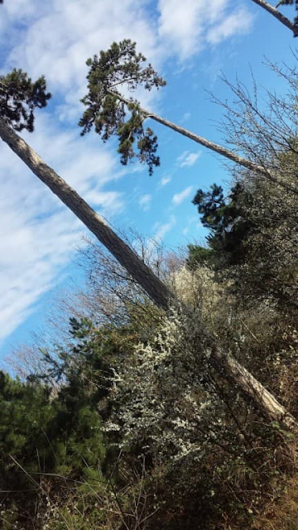 printemps prématuré et vertigineux