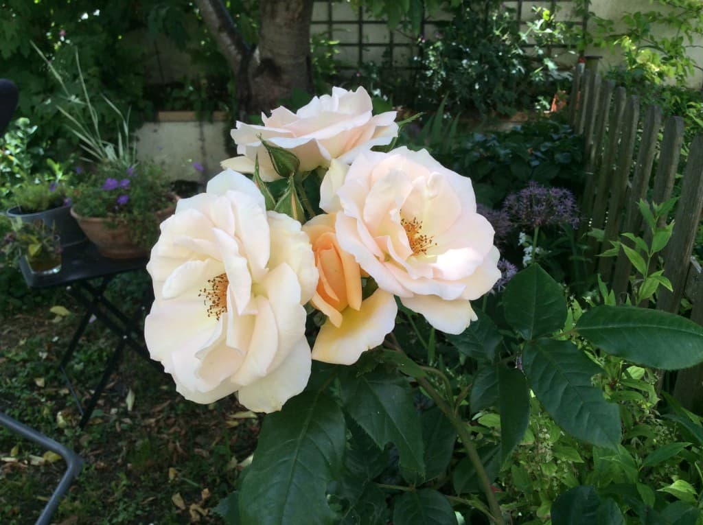Rose orpheline