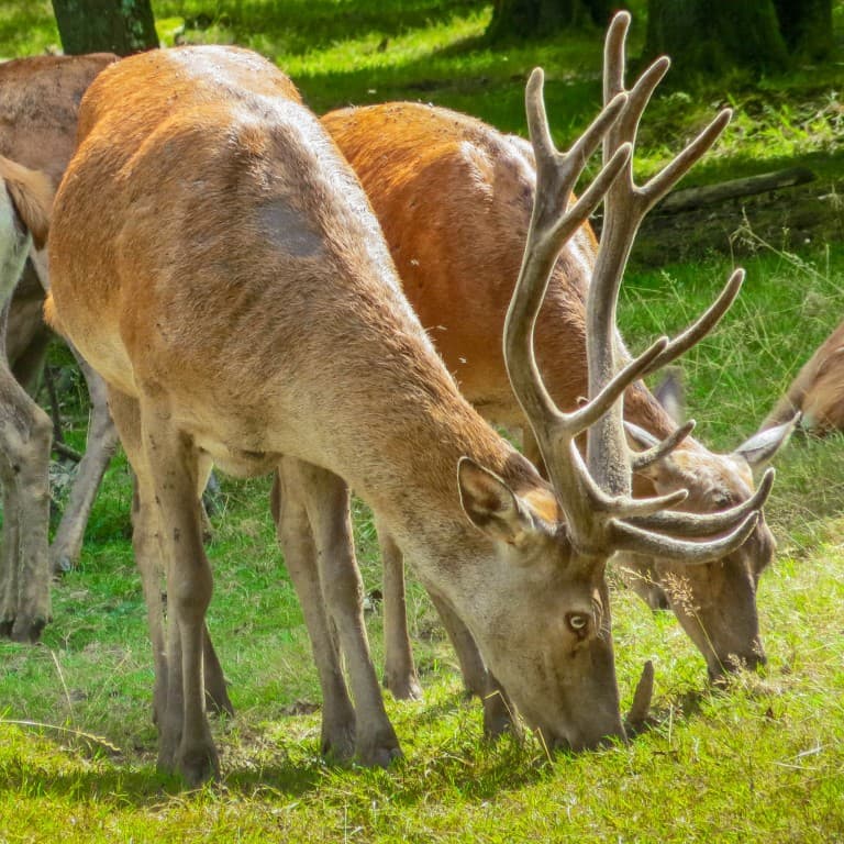 Foret de Rambouillet