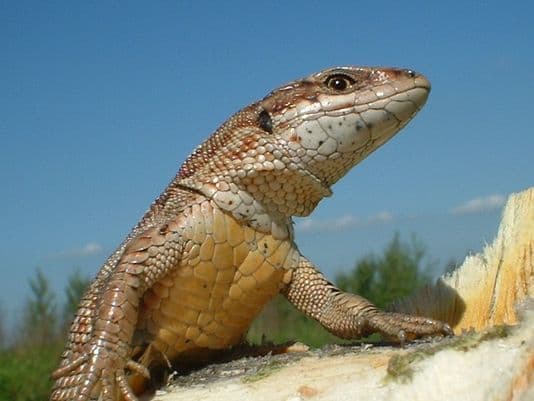 Image d'illustration pour COP 21 - Réchauffement & changement climatique : veille documentaire