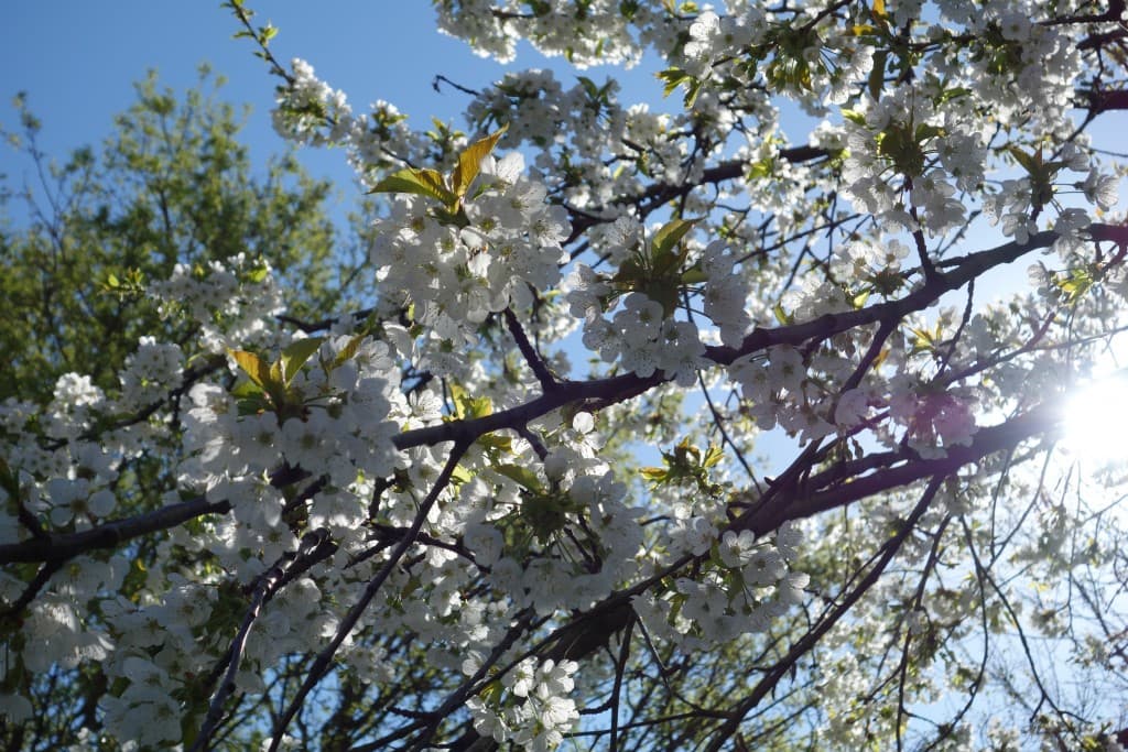 Image d'illustration pour Nature en avance et cumulus : vos photos de ce beau printemps