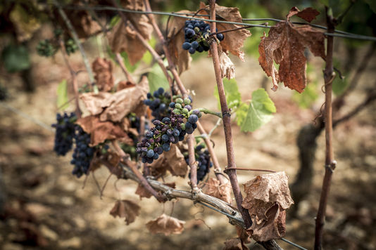 Image d'illustration pour Vendanges 2016 : une récolte en baisse suite aux aléas climatiques 