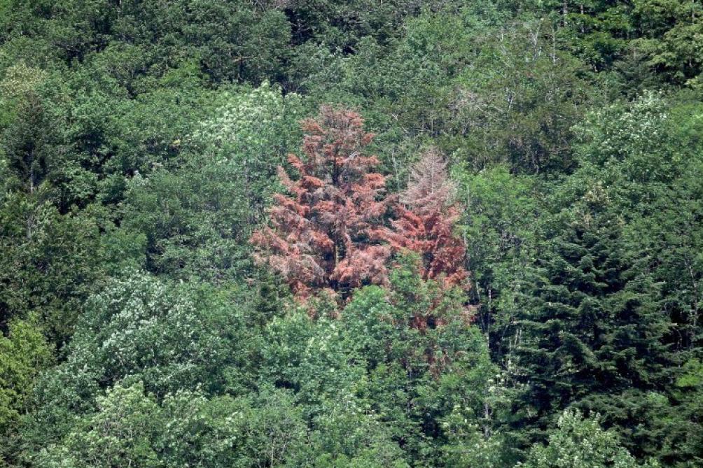 Image d'illustration pour Sécheresse et chaleur : Les forêts françaises dépérissent 