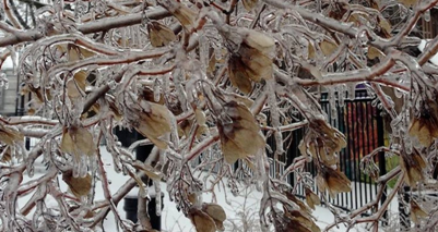 Image d'illustration pour Froid, neige et verglas au Canada et aux Etats-Unis