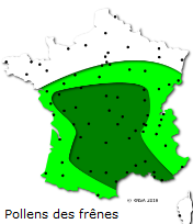 Image d'illustration pour Marronnier de Genève, printemps, pollens et allergies