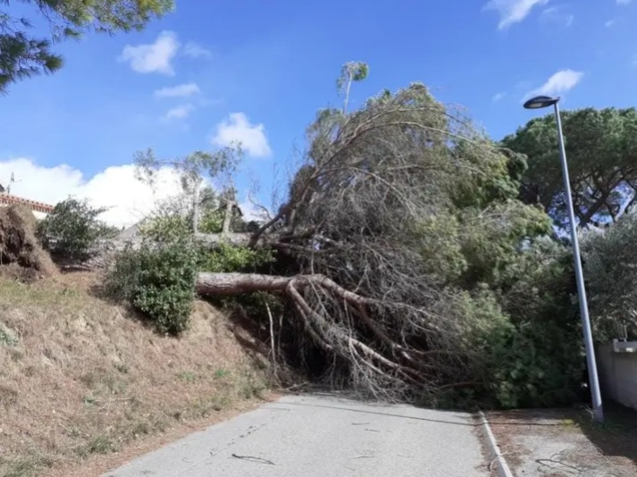 Pluies abondantes, vent jusqu'à 200km/h et incendies : la tempête Larisa frappe la France ArbrecouchePalaja