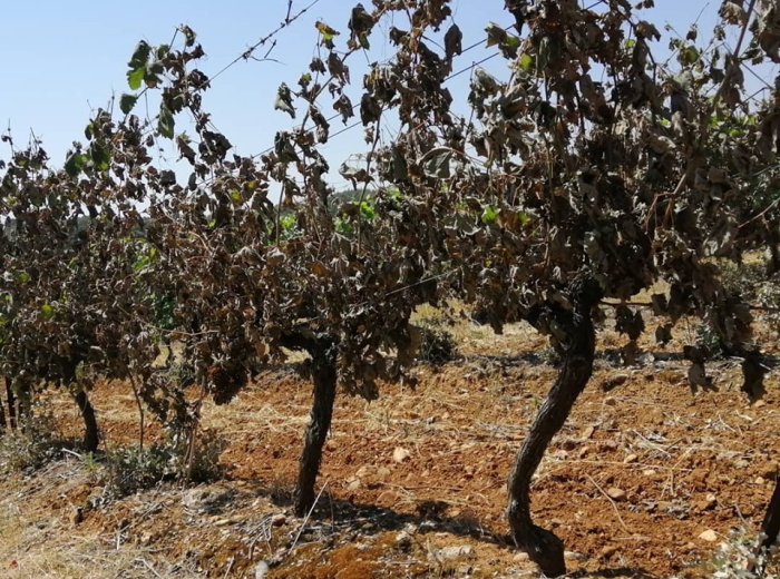 La végétation saura-t-elle s’adapter aux canicules et sécheresses encore plus intenses à venir ? Vignes-juin19